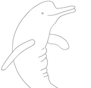 desenho para imprimir de boto da amazônia
