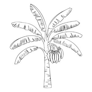 desenho de bananeira grátis para colorir