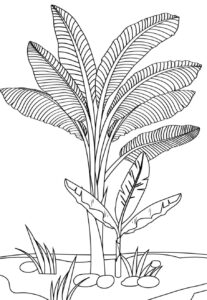 desenho de bananeira imprimível para colorir
