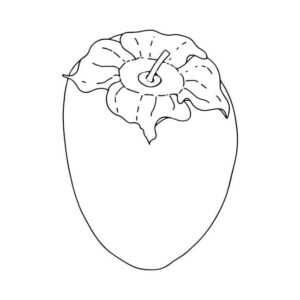desenho de caqui pequeno para colorir