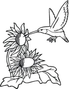 desenho de beija-flor e girassóis para colorir