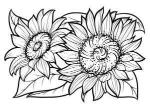 desenho de dois girassóis para colorir