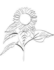 desenho de imagem de girassol para colorir