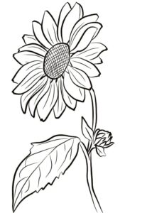 desenho de lindo girassol para colorir