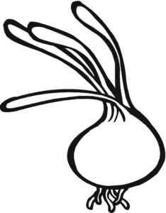 desenho de cebola pequena para pintar