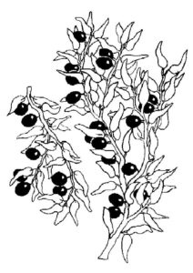 desenho de fruta jabuticaba para colorir em pdf