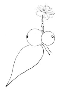 desenho de fruta jabuticaba para imprimir e pintar