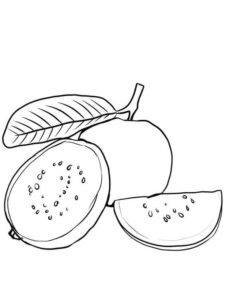 desenho de goiabas grátis para colorir