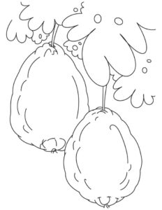 desenho de goiabas na árvore para colorir