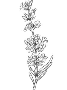 desenho de planta de lavanda grátis para colorir