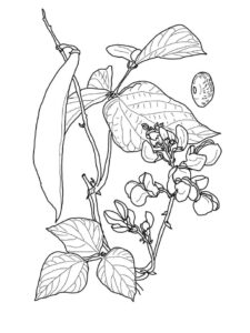 desenho feijão corredor para colorir