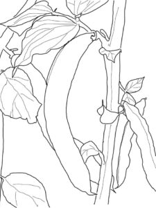 desenho feijão verde para colorir