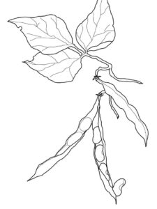 desenho feijões comuns para pintar em pdf