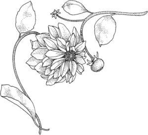 desenho flor dália para colorir em pdf