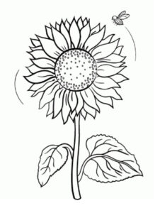 desenho girassol e abelha para colorir