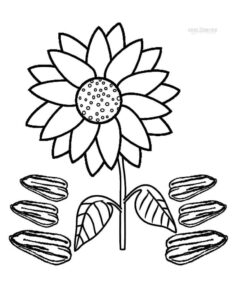 desenho girassol e sementes para colorir