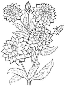 desenho lindas flores dália para colorir de graça
