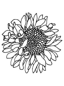 desenho murcha de girassol para colorir