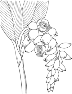 desenhos de flor de gengibre para colorir