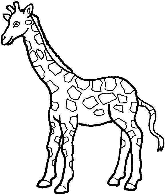 girafas para colorir