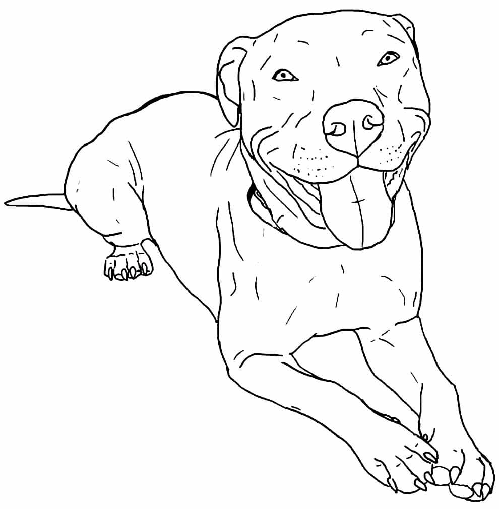 Pitbull para Colorir