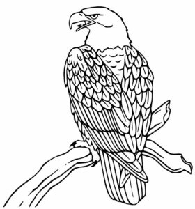 Desenhos de Águia para Colorir