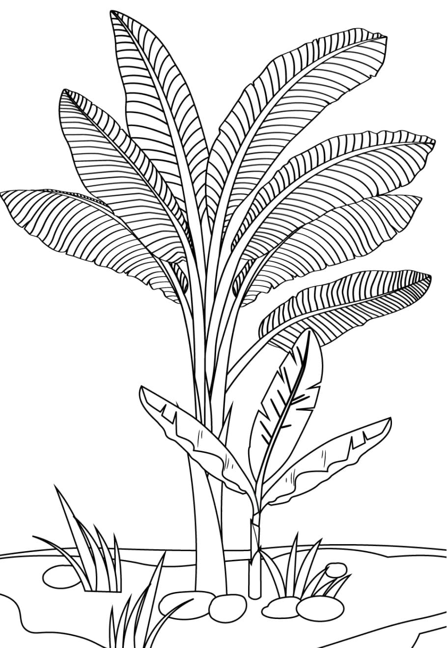 desenho de bananeira imprimível para colorir