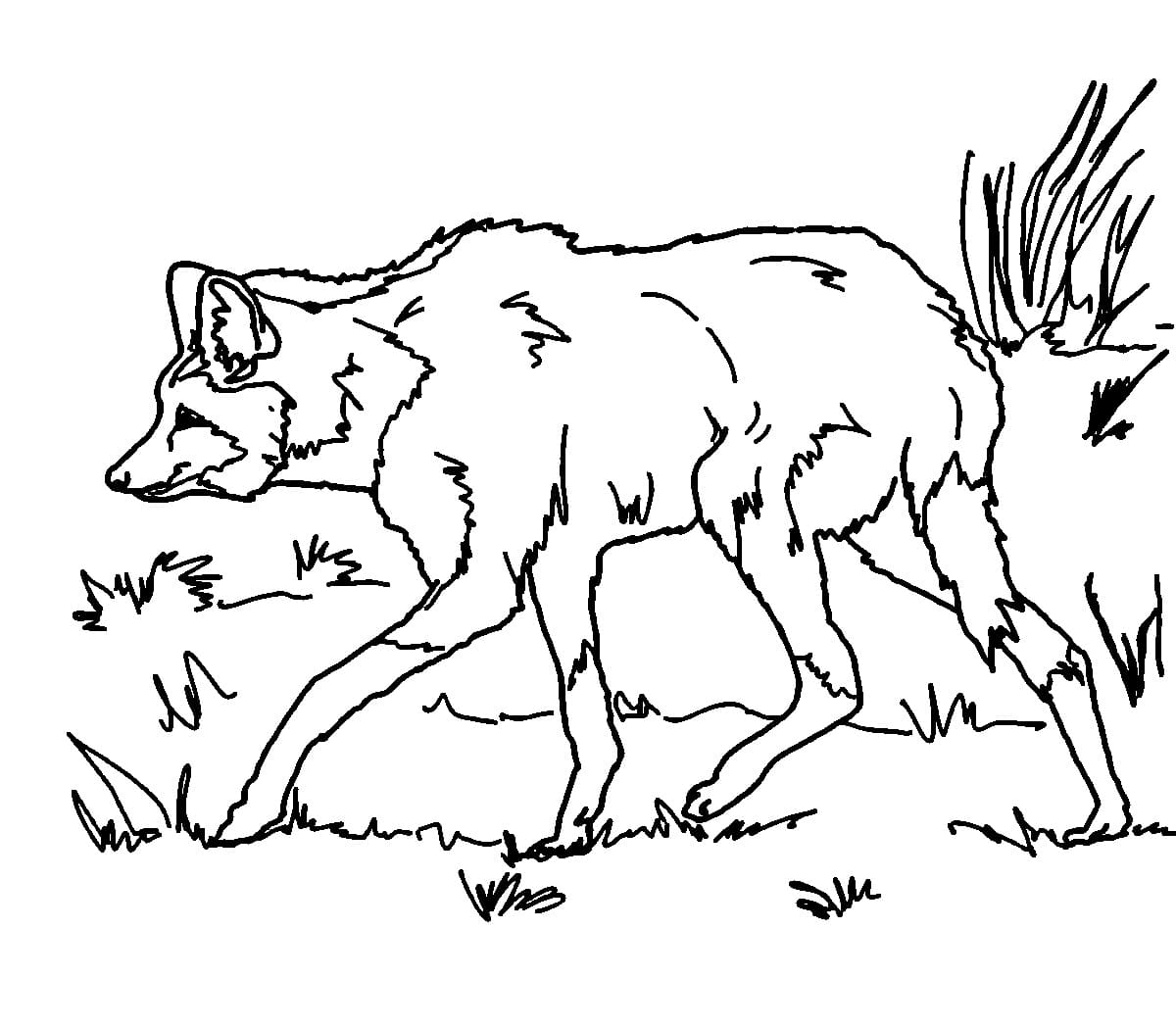 desenho de lobo guara imprimível grátis para colorir