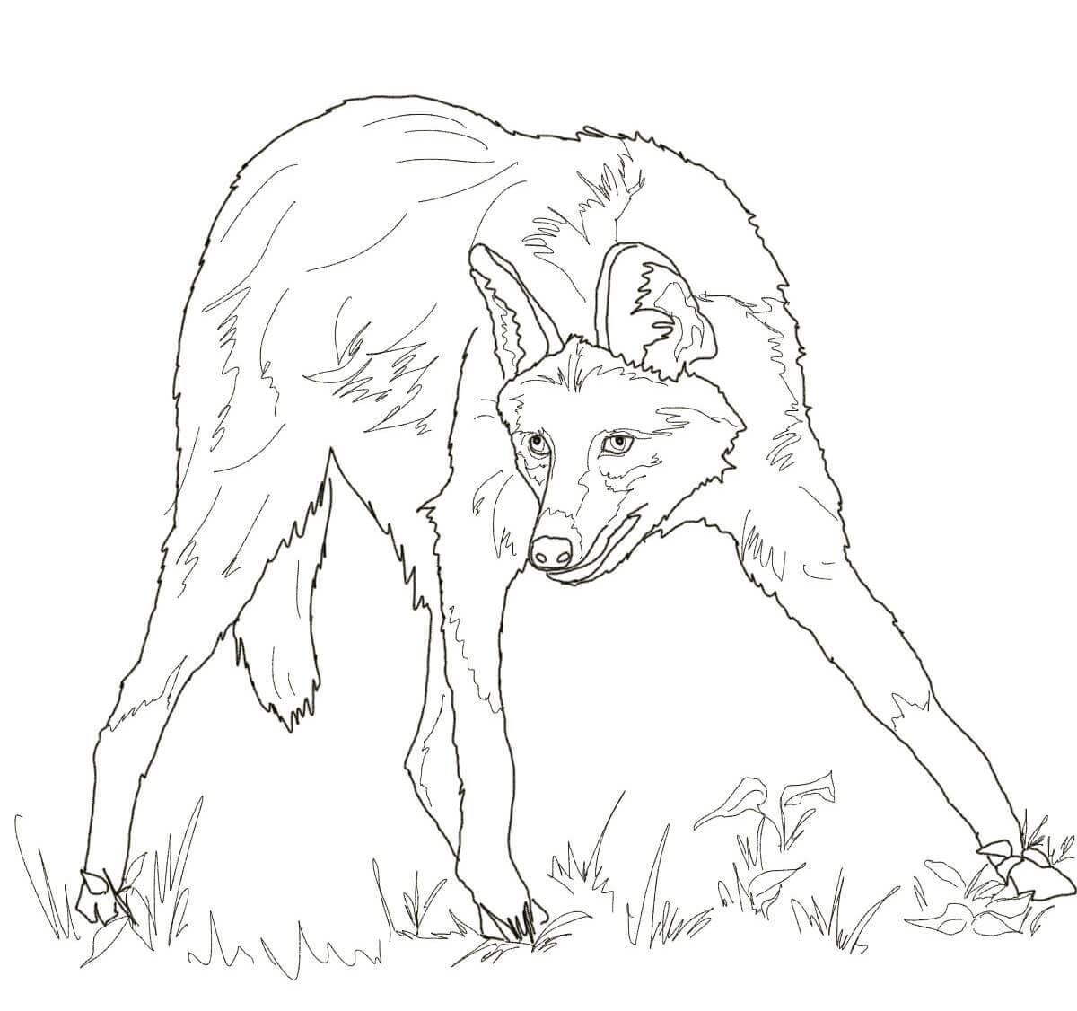 desenho de lobo guara normal para colorir