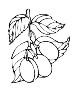 Desenho de Três Ameixas para colorir