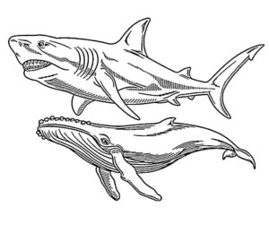 desenho de megalodon e baleia para imprimir e colorir