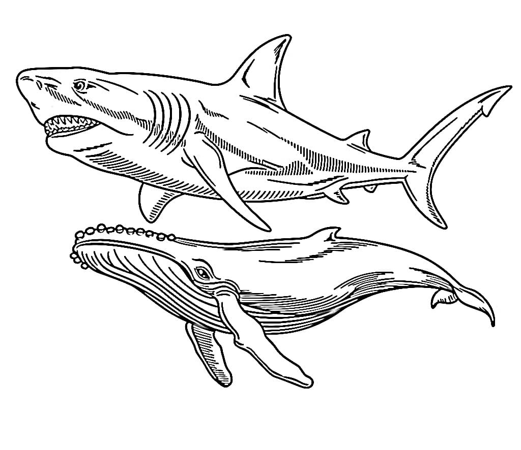 desenho de megalodon e baleia para imprimir e colorir