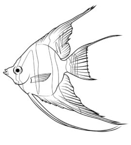 peixe anjo fácil de colorir