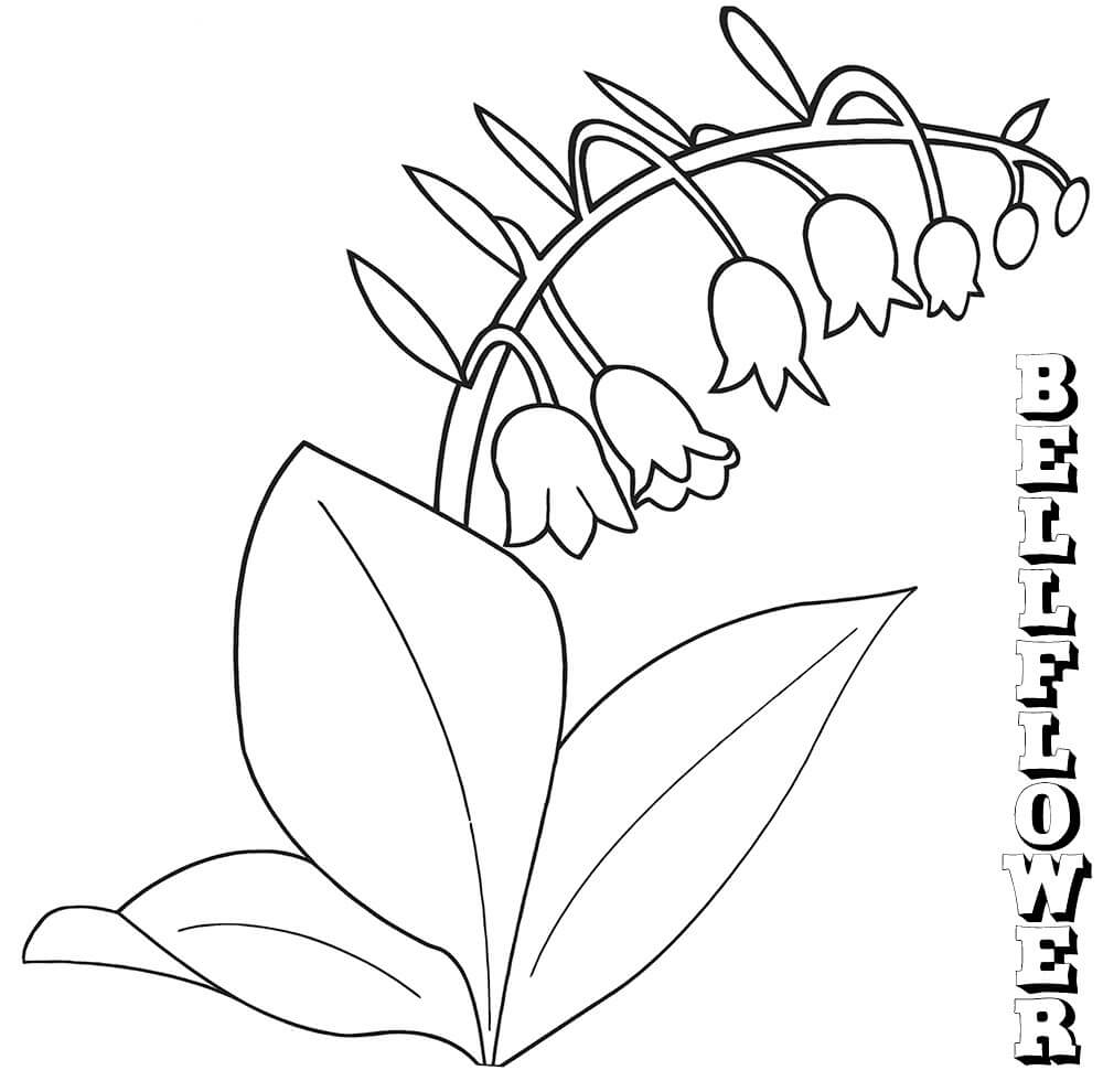 desenho campânula maravilhosa para colorir