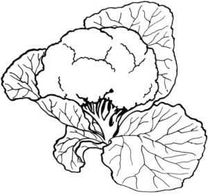 desenho de couve flor saudável para colorir