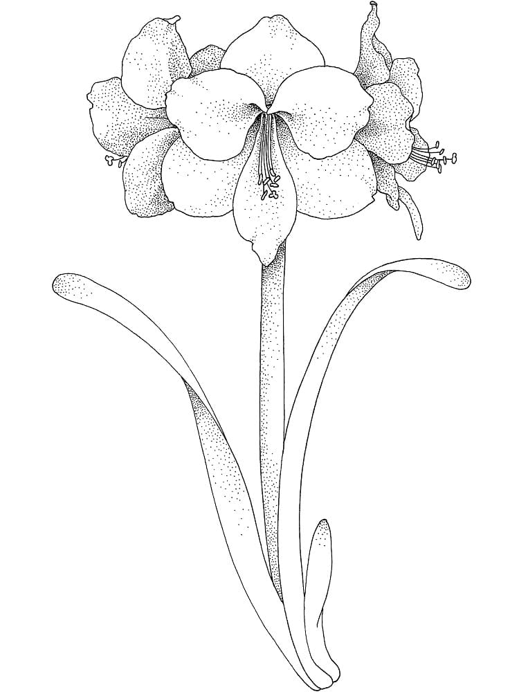 desenho de adorável flor de amarílis para imprimir e colorir