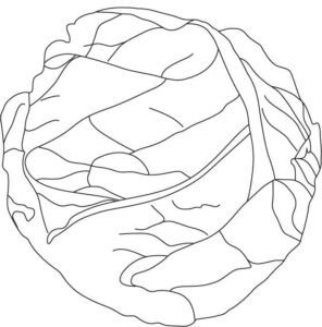 desenho de alface iceberg para colorir