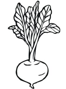 desenho de beterraba para crianças para colorir