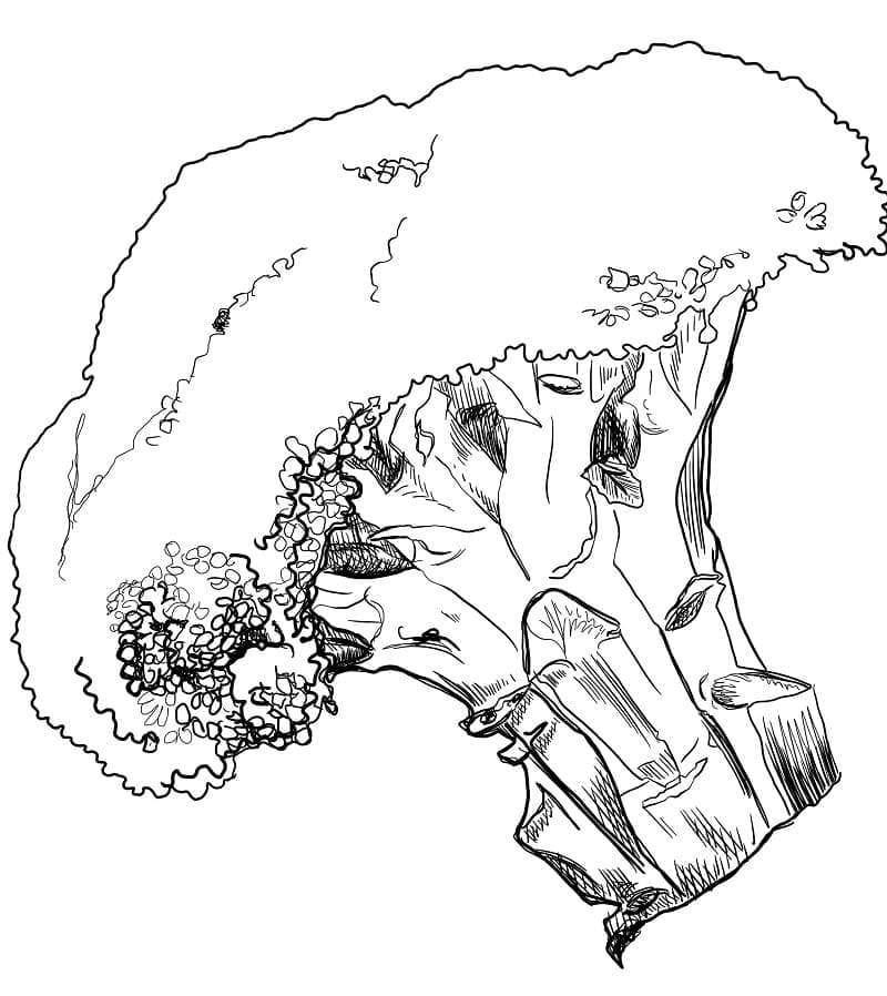 desenho de brócolis realista para colorir