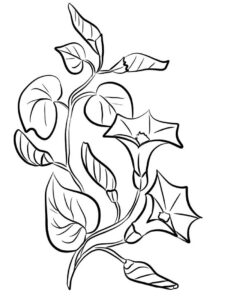 desenho de campânula simples para pintar