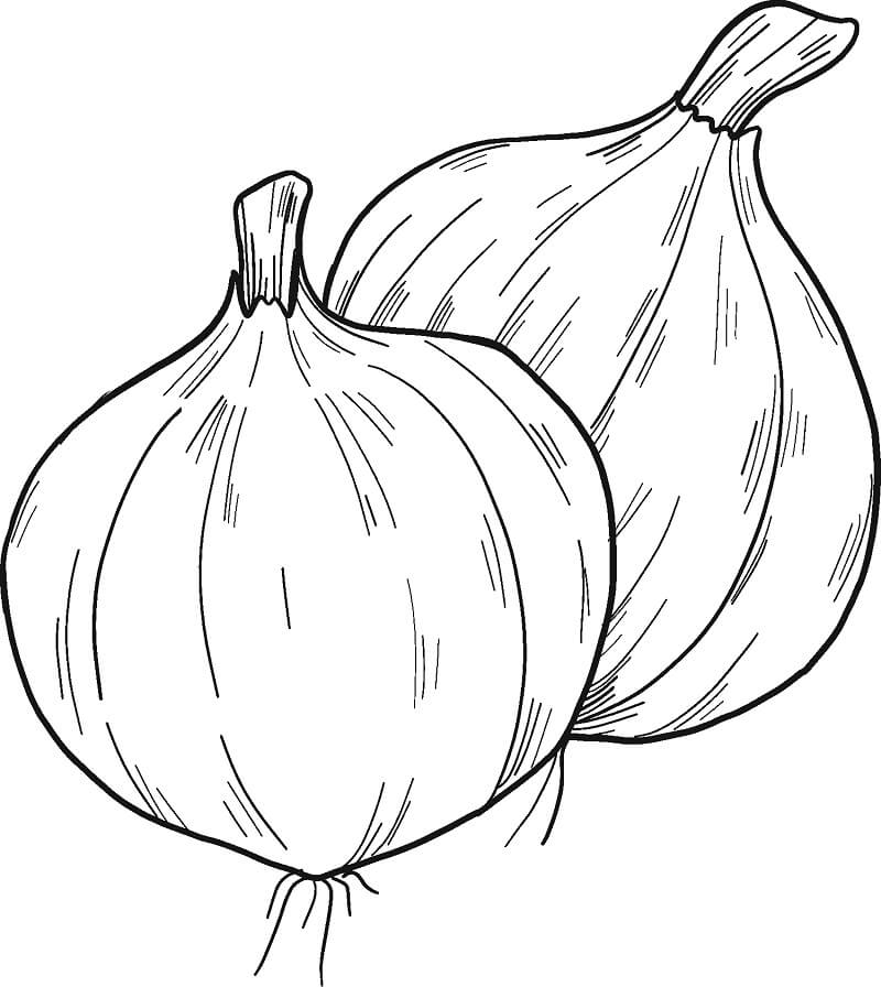 desenho de cebola realista para colorir