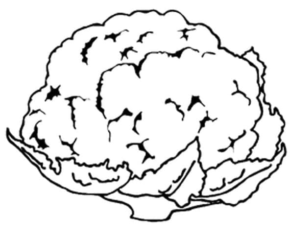 desenho de couve flor realista para colorir