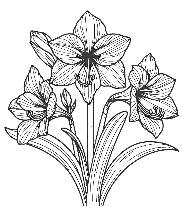 desenho de flores amaryllis para imprimir e colorir