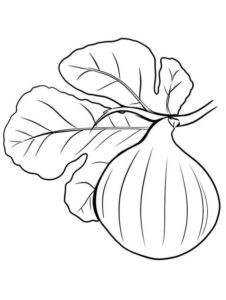 desenho de fruta de figo para colorir