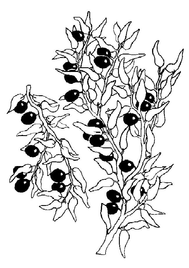 desenho de fruta jabuticaba para colorir em pdf