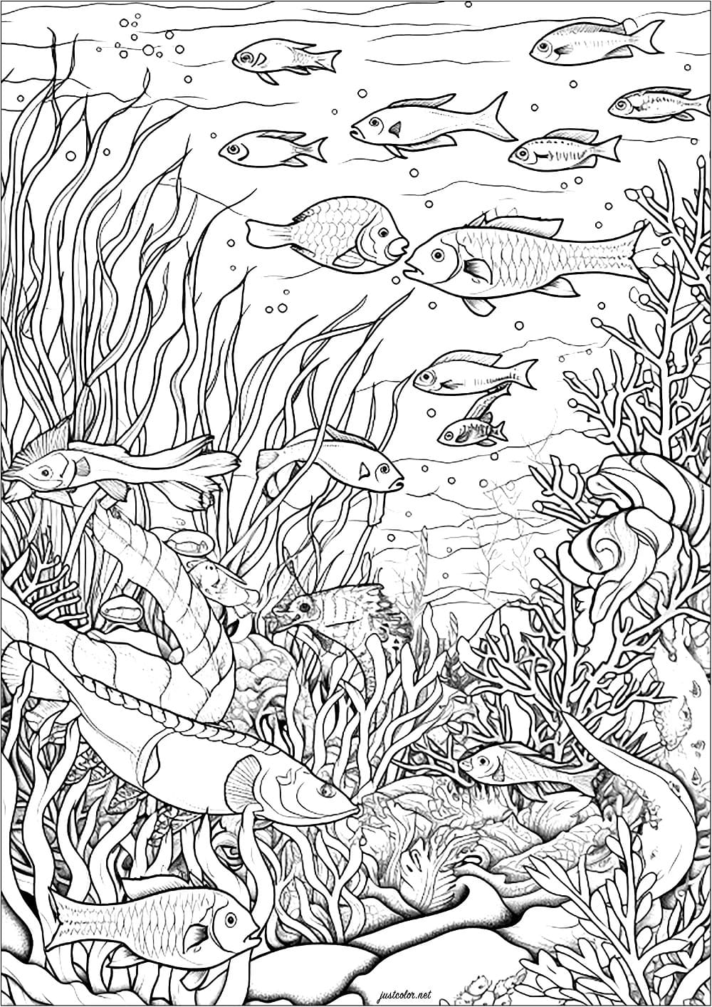 desenho de fundo do mar realista para crianças para colorir
