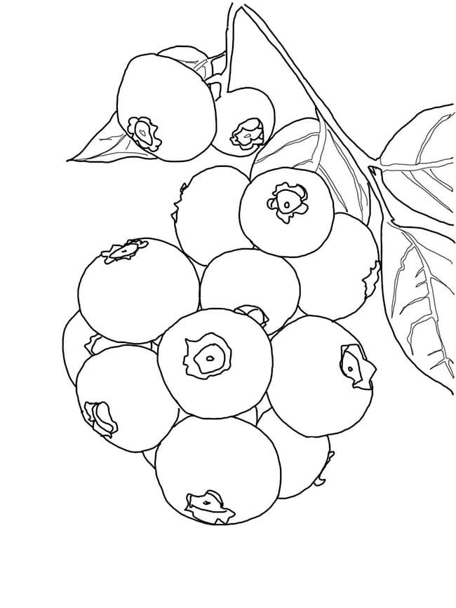 desenho de jabuticaba para colorir em pdf