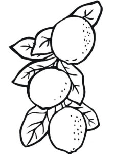 desenho de limão em preto e branco