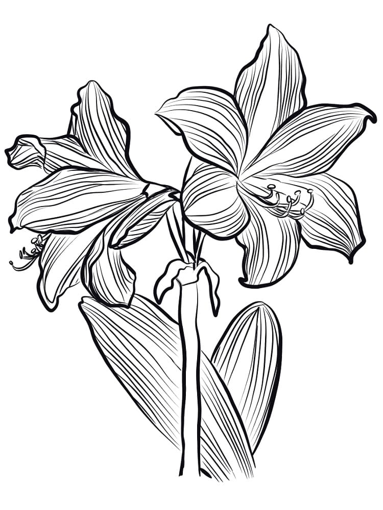 desenho de linda flor amaryllis para colorir grátis