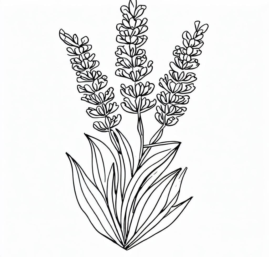 desenho de linda lavanda para colorir em pdf